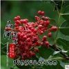 大量供應優質綠化景觀大紅袍花椒苗 庭院種植盆栽地栽花椒苗木