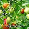 果樹苗批發金絲小棗樹苗 當年結果 金絲棗樹苗批發 量大優