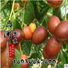基地供應果樹苗梨棗苗 細膩松脆口感香甜 量大從優 速來選購