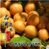 批發金太陽杏子樹苗 凱特杏樹果樹苗 庭院盆栽地栽杏子樹花卉植物