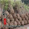 批發綠化球類 衛矛球苗價格 規格齊全 又叫鬼箭羽 觀賞價值高