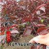 批發美人梅樹苗素心臘梅紅梅綠梅植物庭院盆栽基觀花灌木植物苗木