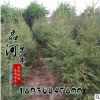 批發優質云杉工程苗 景觀行道樹綠化苗 四季常青云杉苗花卉綠植
