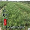 白皮松苗 綠化工程苗 白皮松 風景樹 行道樹 白皮松基地供應