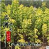 基地速生苗木金葉復葉槭小苗批發 工程綠化景觀嫁接復葉槭苗木