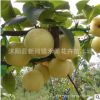 果樹苗 梨樹樹苗 嫁接苗 南方北方種植 當(dāng)年結(jié)果包郵梨樹苗