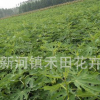 無(wú)花果樹苗批發(fā)盆栽地栽青皮紫果無(wú)花果苗當(dāng)年結(jié)果品種全日本紫果