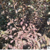 大型苗木批發(fā)基地供應(yīng)工程綠化木紫葉李 行道樹風(fēng)景樹紫葉李樹苗