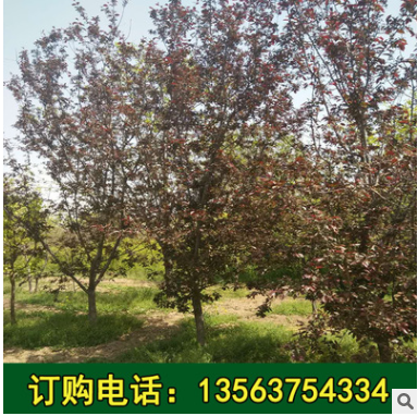 基地直銷綠化苗木西府海棠 北美海棠樹苗 嫁接西府海棠