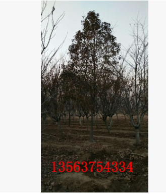 基地供應(yīng)各種規(guī)格全枝全冠楓香樹(shù)苗 行道觀賞風(fēng)景樹(shù)楓香