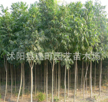 批發(fā)工程樹(shù)苗 無(wú)患子小樹(shù)苗8-15公分無(wú)患子樹(shù) 綠化專用