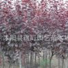 大量批發嫁接 紅葉碧桃小苗 紫葉碧桃 紫葉李小苗 紫葉桃苗