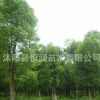 基地批發香樟樹苗 香樟小苗 小葉香樟苗 香樟四季常青 品種齊全
