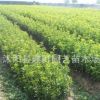 基地批發優質桂花樹 丹桂盆栽批發 花色優美氣味香濃 量大價優