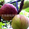 苗鋪直銷嫁接無花果樹苗 根系發達帶果發貨 包成活 品種齊全