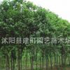 批發行道樹景觀高桿樹 大葉女貞苗 樹苗 小苗批發工程綠化苗