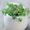 批發多肉植物【薄雪萬年草】嘰小松 基地直銷 室內小盆栽植物