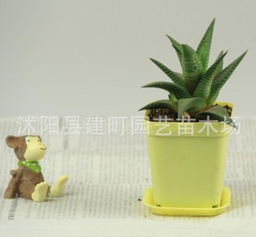 批發(fā)室內(nèi)花卉 仙人多肉 仿輻射 琉璃殿 桌面辦公陽(yáng)臺(tái)盆栽