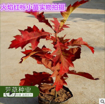 供應進口北美紅櫟種子 歐洲火焰紅櫟種子 質量保證