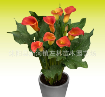 彩色馬蹄蓮種球菲戈彩馬裸球進(jìn)口種球盆栽地栽多年生球根花卉