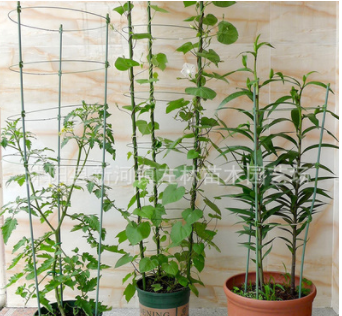 左林苗木|植物固定爬藤架子 鐵環(huán)花支架藤本支架攀爬植物專用花架