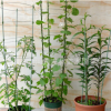 左林苗木|植物固定爬藤架子 鐵環花支架藤本支架攀爬植物專用花架