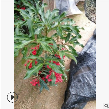 批發(fā) 富貴子盆栽植物 金玉滿堂 富貴籽盆景