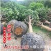 基地直銷君琳苗圃 農戶價八月桂花 精品桂花樹