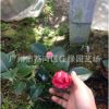 批發 盆栽山茶花樹苗 茶花苗紅檳榔茶花
