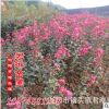 湖南苗木公司 供應紅花紫薇 紫薇小苗