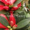 苗木批發 杜鵑紅山花盆栽 植物花卉 茶花小苗庭院觀花植物