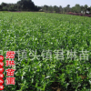 廠家直銷梔子花盆栽 室內植物花卉盆栽 小葉梔子花樹