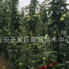 出售優(yōu)質(zhì)蘋果苗，特優(yōu)紅肉蘋果苗，柱狀蘋果苗成活率高，質(zhì)優(yōu)價廉