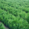 大量供應十里紅峰花卉苗木工程用苗