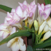 進(jìn)口重瓣香雪蘭種球種子盆栽花卉陽臺室內(nèi)小蒼蘭晚香玉四季播種