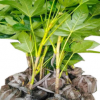 八角金盤 綠化植物 廠家直銷 批發綠化苗木 八角金盤