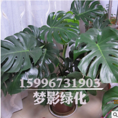 龜背竹辦公室綠化植物 龜背竹盆栽 室內(nèi)盆栽花卉大龜背竹觀葉植物
