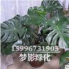 龜背竹辦公室綠化植物 龜背竹盆栽 室內(nèi)盆栽花卉大龜背竹觀葉植物