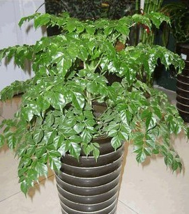 室內(nèi)小幸福樹(shù)平安樹(shù)植物客廳辦公室盆栽綠寶觀葉盆景幸福樹(shù)批發(fā)