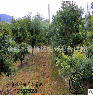 5公分黑炭楊梅苗余姚楊梅苗水晶東魁荸薺楊梅批發(fā)浙江產(chǎn)地烏梅