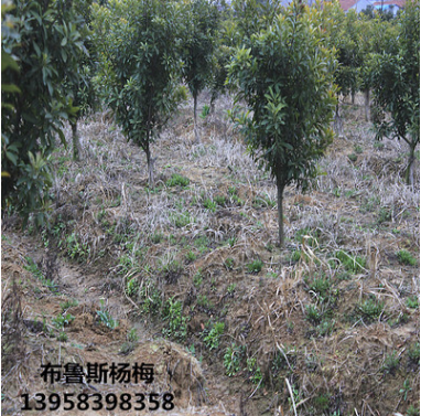 楊梅苗3-4公分荸薺東魁黑炭浙江慈溪余姚原產(chǎn)地純正品種直銷批發(fā)