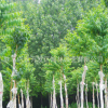 園林批發(fā)綠化苗木 川黔紫薇樹 紫薇苗 百日紅 品種優(yōu)良