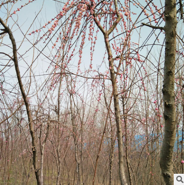 基地批發垂枝梅 垂梅樹苗 園林庭院觀賞型植物