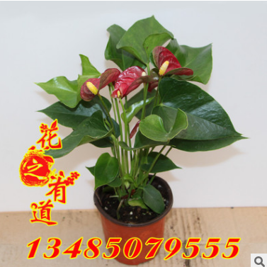基地批發室內植物盆栽 紅掌 粉掌 盆景花卉 凈化空氣