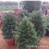 基地低價批發直銷紅豆杉小苗 紅豆杉樹苗 綠化工程苗南北方種植