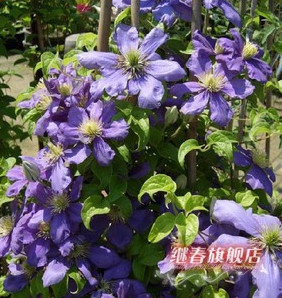 特價秒殺 進口鐵線蓮【藍龍】盆栽地栽都可以花卉植物花苗