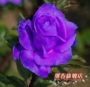 進口紫玫瑰苗【紫霞】純天然生長,當年開花 二年花苗