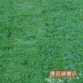 四季長青的草坪種子,耐熱性強(qiáng)的早熟禾種子(藍(lán)鉆)每斤28元