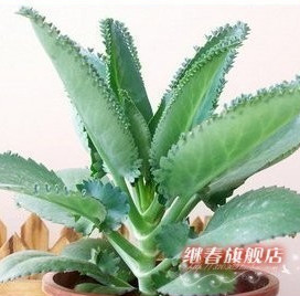 特價(jià)熱賣 夏季特別推出【落地生根】稀少的盆栽花卉 成活率100%