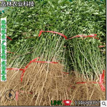基地直銷批發(fā)帶刺樹 枳殼苗 枸橘苗嫁接用砧木庭院防護籬笆枸橘苗